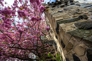 Kirschblüte am Sterntor Bonn Innenstadt