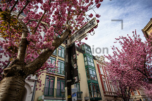 Kirschblüten Bonn Altstadt