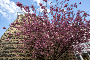 Kirschblüte am Sterntor Bonn Innenstadt