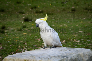 Gelbhauben Kakadu, Sulphur-Crested Cockatoo: Australia