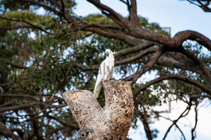 Gelbhauben Kakadu Sulphur-Crested Cockatoo: Australia