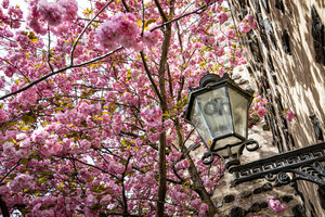 Kirschblüte am Sterntor Bonn Innenstadt