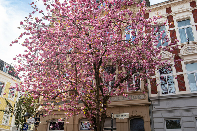 Kirschblüten Bonn Altstadt Breite Straße