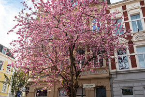 Kirschblüten Bonn Altstadt Breite Straße