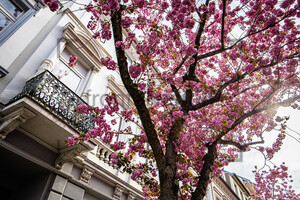 Kirschblüten Bonn Altstadt Heerstraße