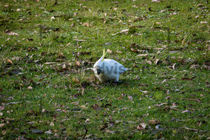 Gelbhauben Kakadu, Sulphur-Crested Cockatoo: Australia