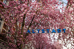 Kirschblüten Bonn Altstadt