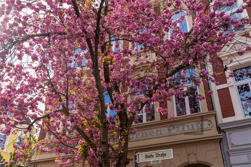 Kirschblüten Bonn Altstadt Breite Straße