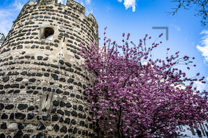 Kirschblüte am Sterntor Bonn Innenstadt