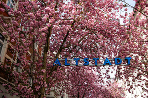 Kirschblüten Bonn Altstadt