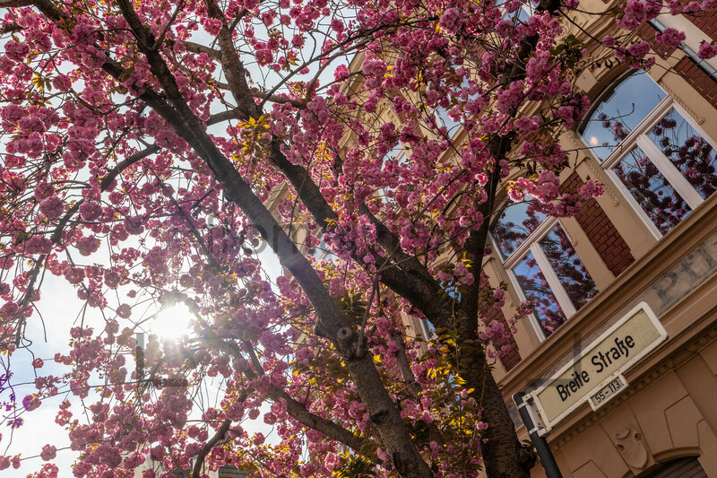 Kirschblüten Bonn Altstadt Breite Straße