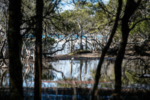 Ibis: Australia
