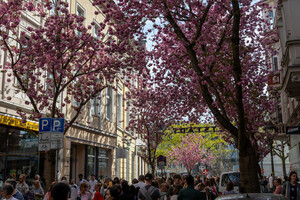 Touristen Kirschblüten Bonn Altstadt