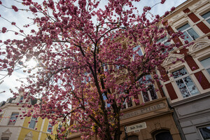 Kirschblüten Bonn Altstadt Breite Straße