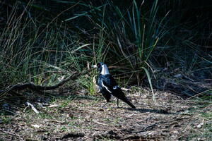 Australische Elster, Australian Magpie