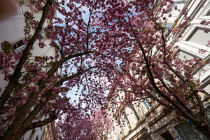 Kirschblüten Bonn Altstadt