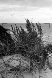 Dünen Dunes Hiddensee