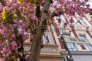 Kirschblüten Bonn Altstadt Breite Straße