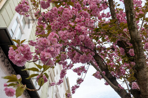 Kirschblüten Bonn Altstadt