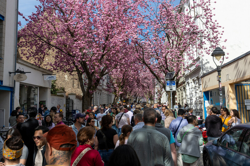 Kirschblüten Bonn Altstadt Breite Straße