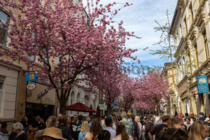 Touristen Kirschblüten Bonn Altstadt