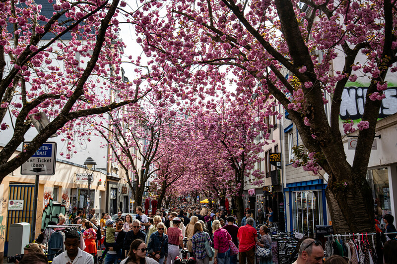 Kirschblüten Bonn Altstadt Breite Straße