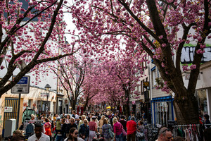 Kirschblüten Bonn Altstadt Breite Straße