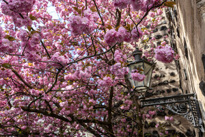 Kirschblüte am Sterntor Bonn Innenstadt