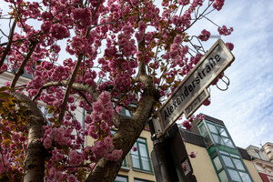 Kirschblüten Bonn Altstadt