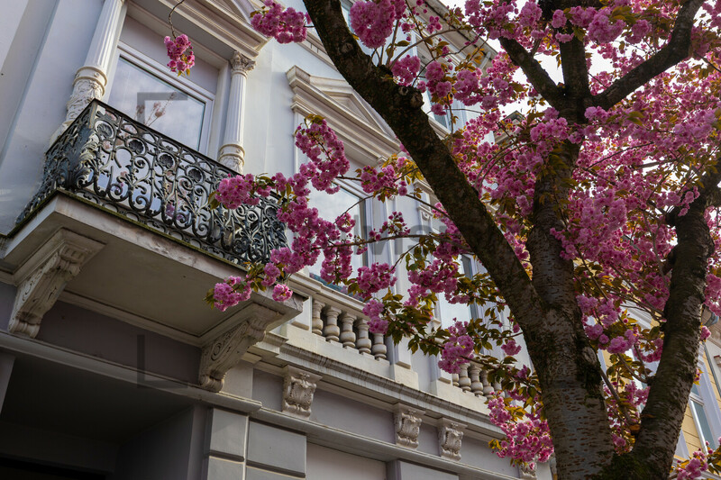 Kirschblüten Bonn Altstadt Heerstraße