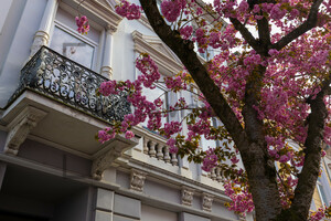 Kirschblüten Bonn Altstadt Heerstraße
