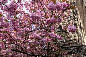 Kirschblüte am Sterntor Bonn Innenstadt