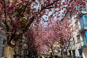 Kirschblüten Bonn Altstadt