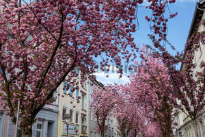 Kirschblüten Bonn Altstadt Heerstraße